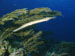 trumpetfish