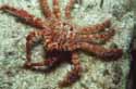 CrabBig